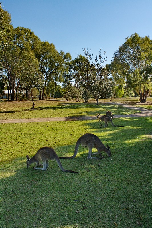 2009-11-06 22-04-10_2.jpg - wilde Kängurus, ganz nah...